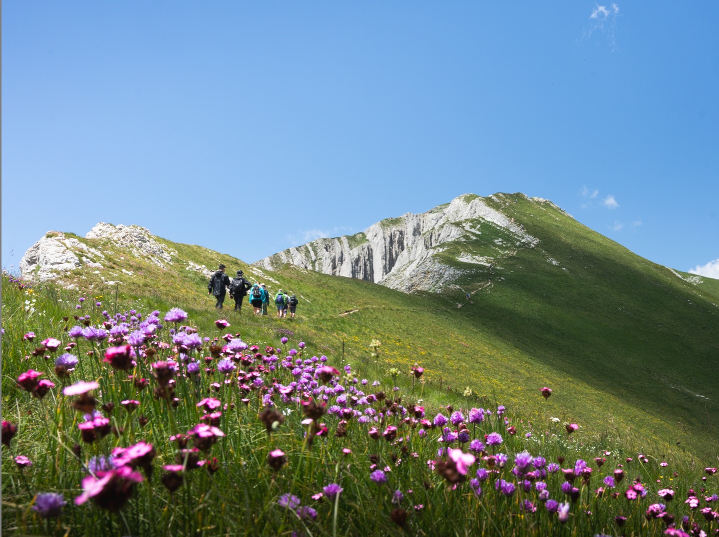Hikers crossing a green mountain meadow filled with purple wildflowers